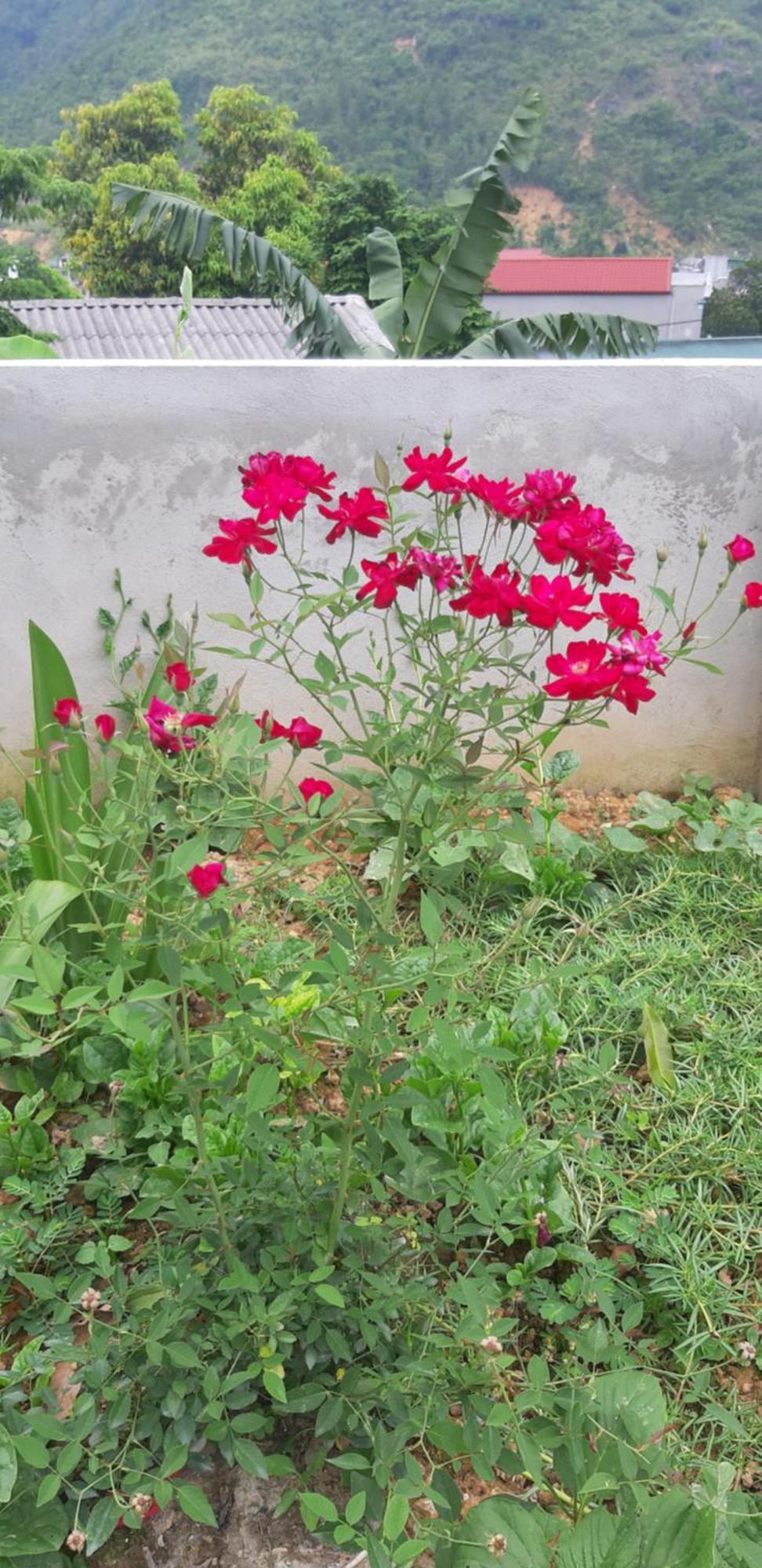 Milk Milk Homestay Yen Minh Room photo